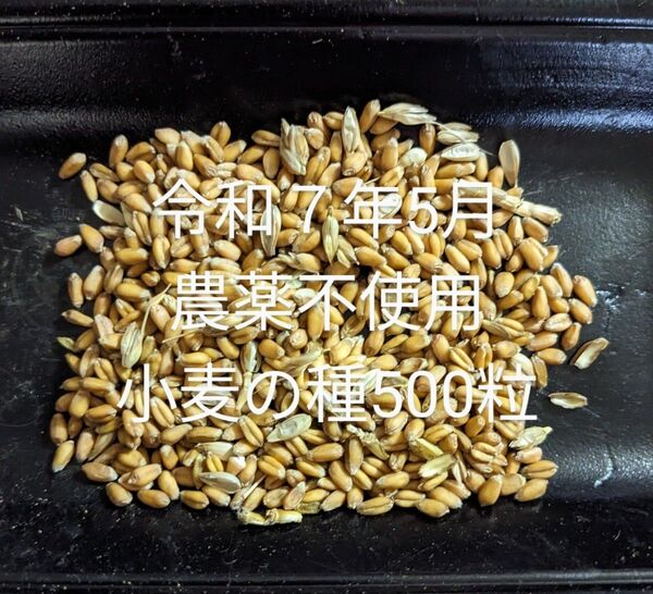 農薬不使用小麦の種500粒