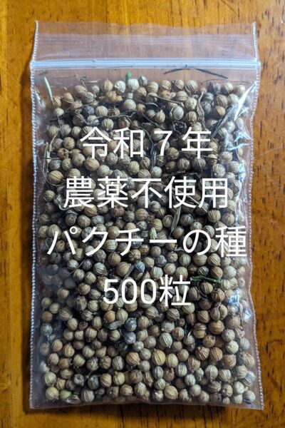 農薬不使用パクチーの種500粒