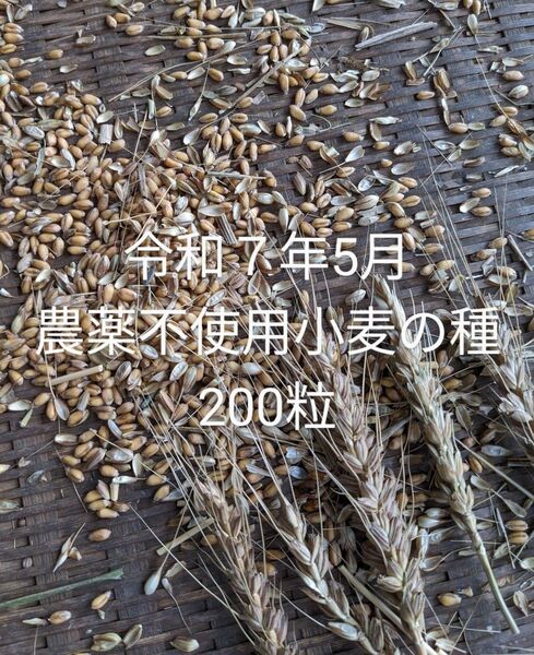 農薬不使用小麦の種200粒