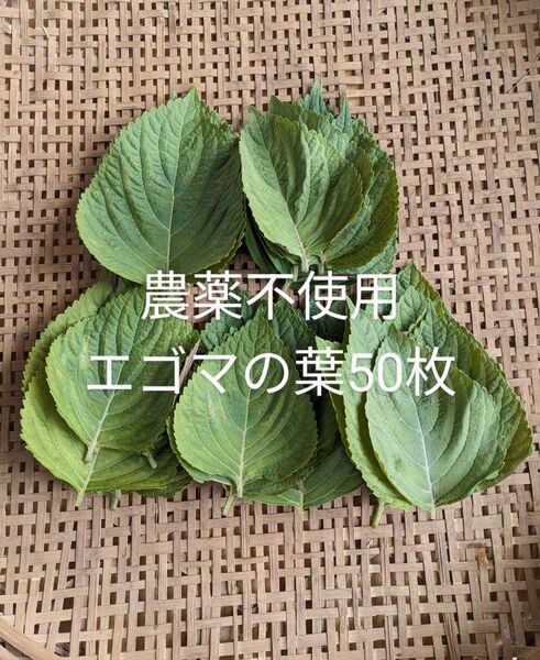 農薬不使用エゴマの葉50枚