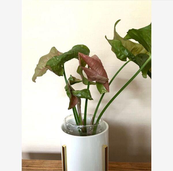 シンゴニウム ネオン*観葉植物 カット苗