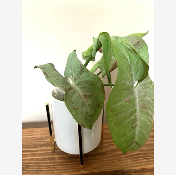 シンゴニウム ミルクコンフェッティ*観葉植物 カット苗