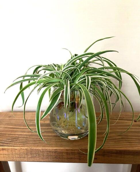 オリズルラン*観葉植物 外白斑 カット苗