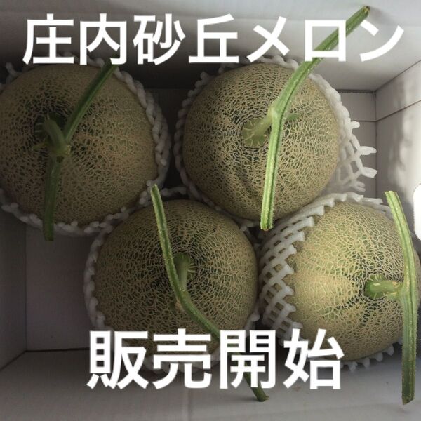 当日収穫!メロン農家直送!庄内砂丘メロンA級品