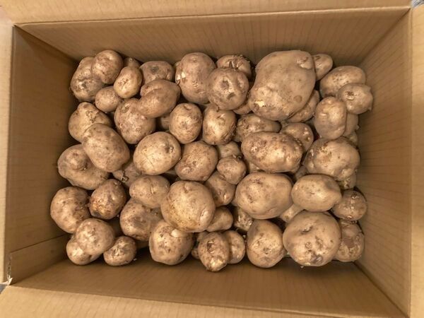 新じゃがいも 掘りたて 男爵 農薬不使用 ダンボール 約10kg