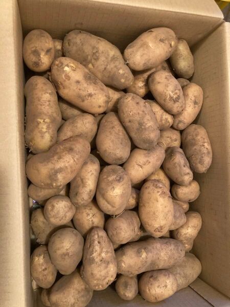 新ジャガイモ メークイン 掘り立て 農薬不使用 10kg