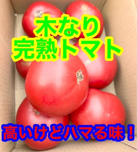トマト 旬菜トマト 完熟採り 訳あり 約2キロ 激うま