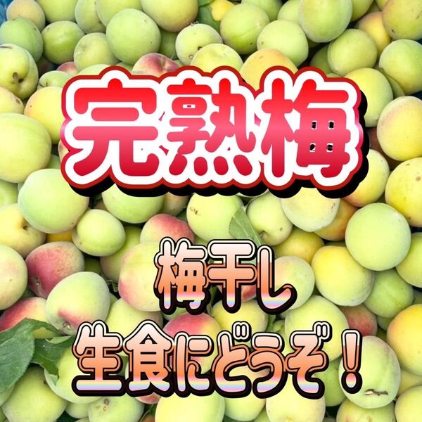 梅 完熟梅 家庭用 約1kg
