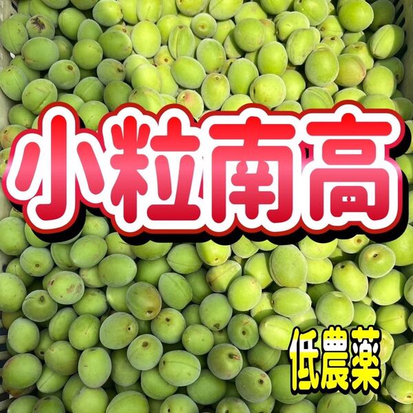 小粒南高梅 低農薬 サイズ混合 家庭用 約5kg 在庫調整