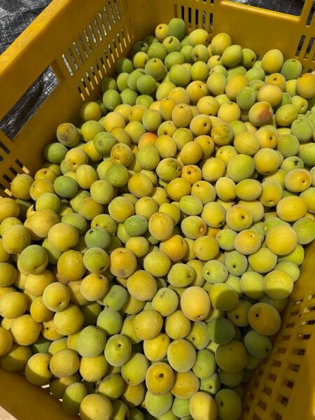 梅 完熟梅 家庭用 約5キロ 小粒南高 タイムセール