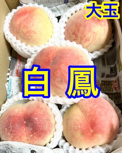 桃 日川白鳳 4〜6玉 約1.5〜1.8キロ 大玉 ご家庭用