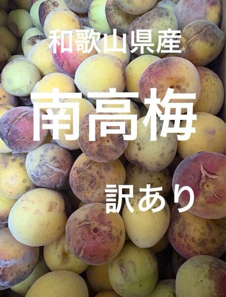 【訳あり】南高梅 和歌山県産 5kg