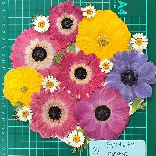 ラナンキュラスとアネモネの押し花 押し花素材