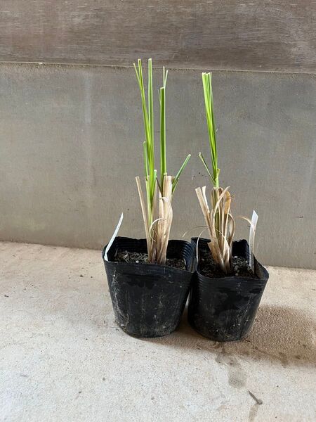 ② パンパスグラス ホワイト 2株セット 多肉植物