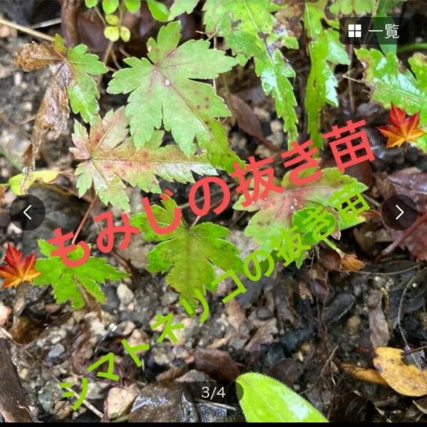 もみじの抜き苗2本 シマトネリコ抜き苗3本つき