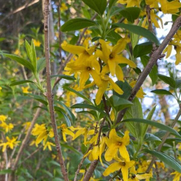 れんぎょう挿し穂3本