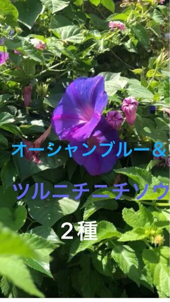 ツルニチニチソウ抜き苗2本オーシャンブルー挿し穂3本