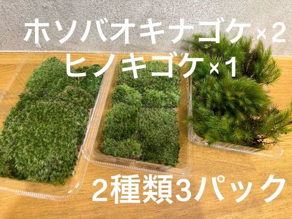 ホソバオキナゴケ ヒノキゴケ 2種類3パック 山苔 苔玉 盆栽 テラリウム 苔 No.28