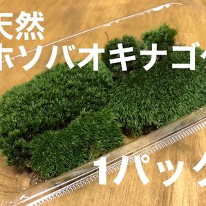 ホソバオキナゴケ 1パック 山苔 苔玉 テラリウム 苔 No.17