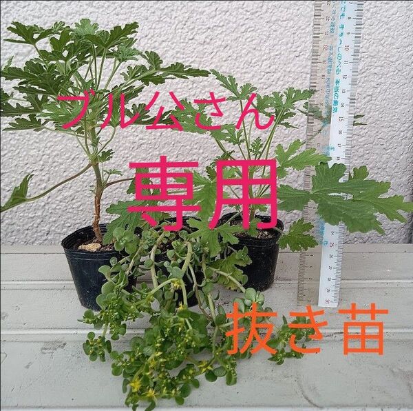 ローズゼラニウム (蚊連草) 1