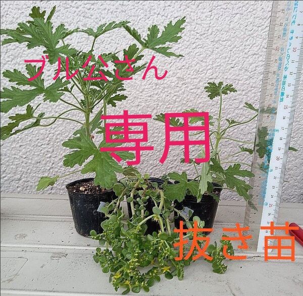 ローズゼラニウム (蚊連草) 2