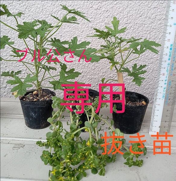 ローズゼラニウム (蚊連草) 3