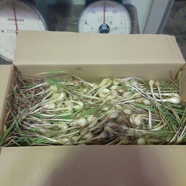 伊江島産♪島らっきょう5㎏①