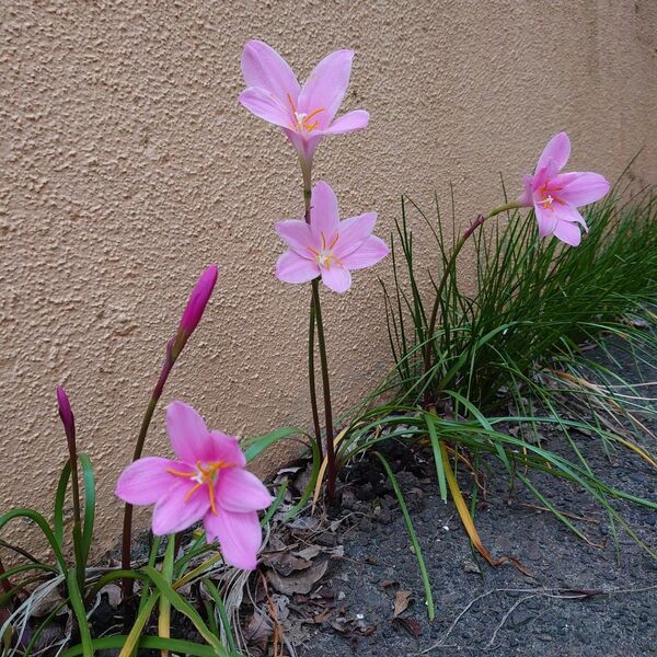 ピンクのゼフィランサス 球根 5球 花苗 宿根草