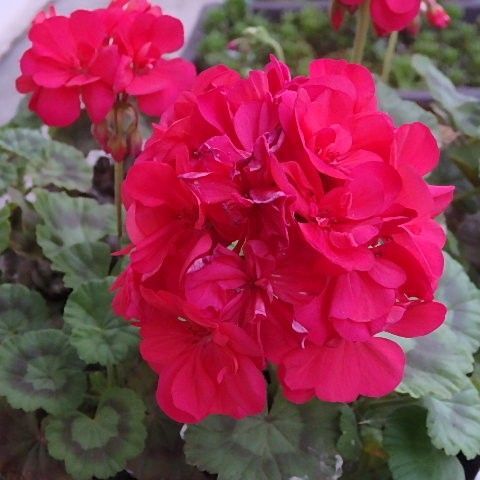 現品「八重咲きゼラニウム」1苗 繰り返し咲きます 濃いピンクのお花