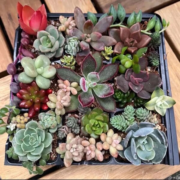 多肉植物20種類以上カット苗寄せ植えセット