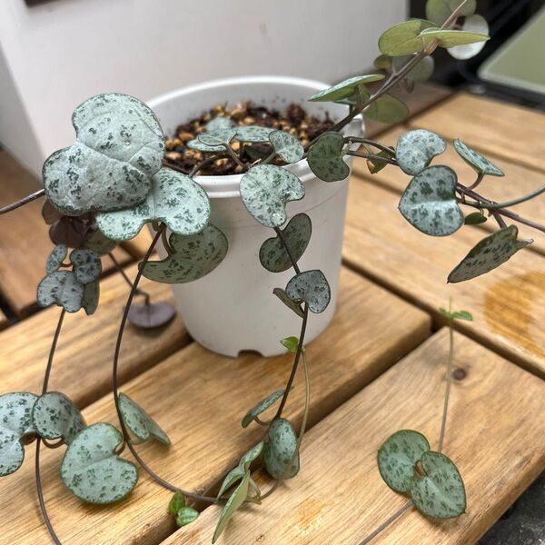 多肉植物「ハートカズラ」抜き苗