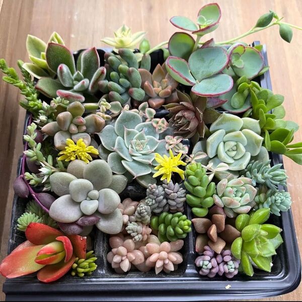 多肉植物 カット苗30種以上 寄せ植えセット