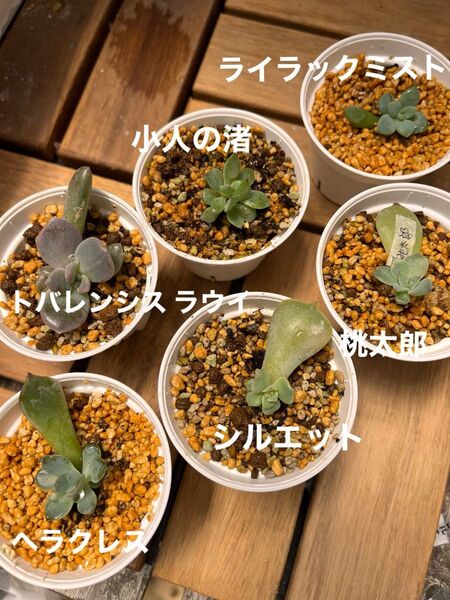 多肉植物エケベリア発芽済み葉挿しセット