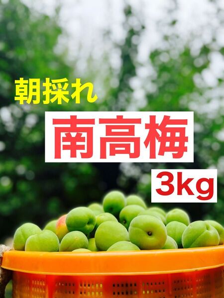 大特価!!紀州南高梅.3kg.訳あり品.農家直送