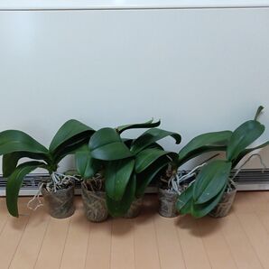 白大輪胡蝶蘭苗 6個セット