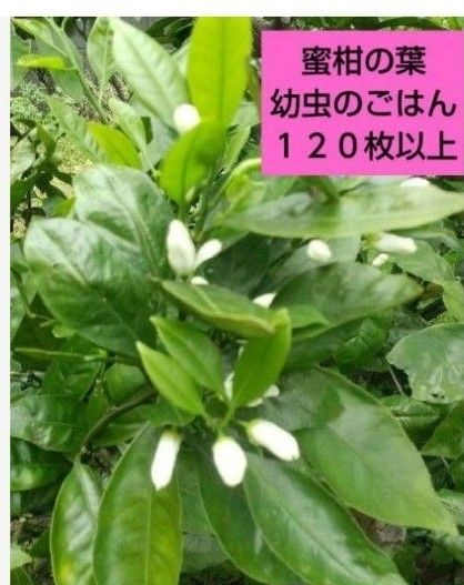 セール!無農薬 柑橘類の葉 120枚以上 150枚幼虫のおやつ 枝付き保湿