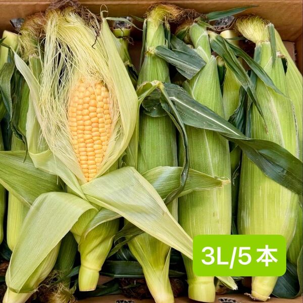 甘い! 長崎県産〜北海道産 ゴールドラッシュ とうもろこし 3L 5本