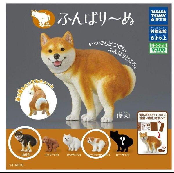 ふんばりーぬ 2種 黒柴 ジャックラッセルテリア