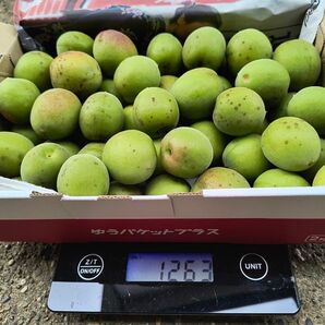 一箱限定!青梅 箱込み1.2キロ 梅の実