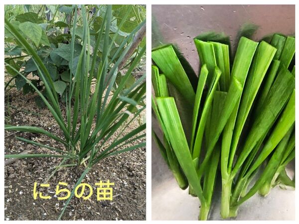 にら苗大苗 20芽 ゆうパケット発送 ニラの苗