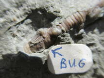 三葉虫が付着したウミユリ化石_画像1