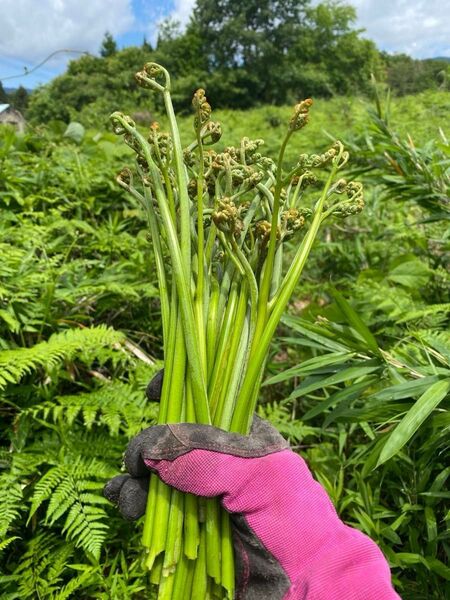 標高630m大自然豊かな山奥でとれた 岐阜県産 極上 天然わらび 500g