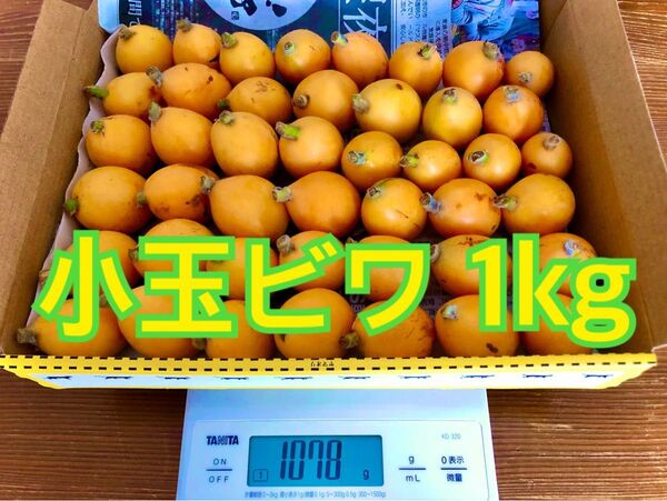 小玉ビワ びわ 枇杷 無農薬 約1kg 翌日7:00収穫予定