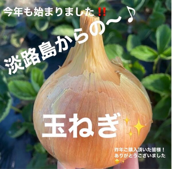 新玉☆淡路島の玉ねぎ☆5kg