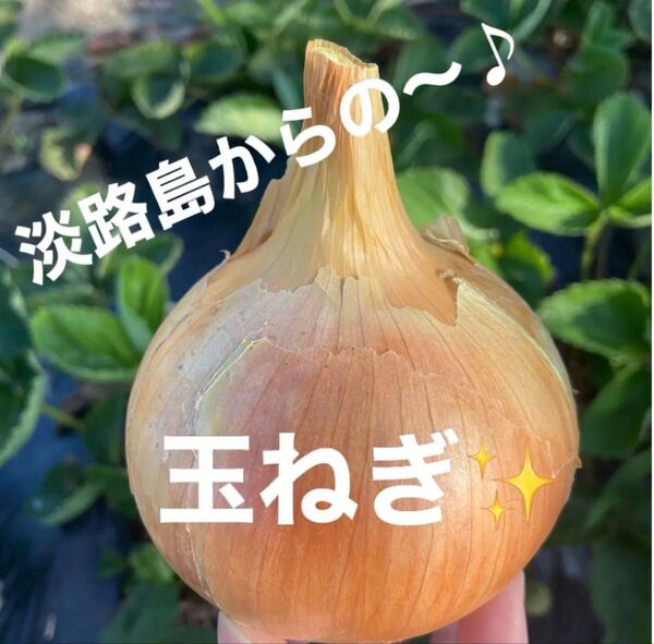 ☆淡路島☆玉ねぎ☆新たま☆5kg