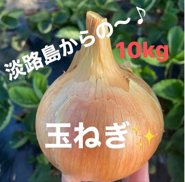 ☆淡路島☆玉ねぎ☆新たま☆10kg☆