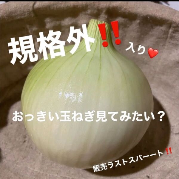 ☆淡路島玉ねぎ☆規格外サイズ☆5kg☆新玉