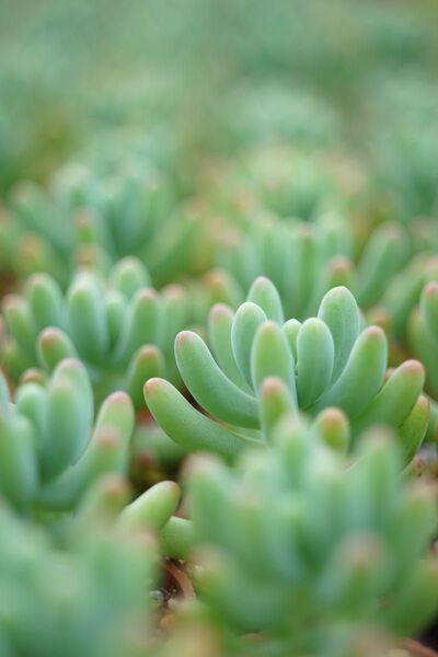 作例付き CANON FL 50mm F3.5 MACRO 管mpr