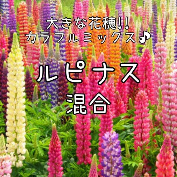【ルピナス混合のタネ】50粒 種子 種 花 花壇 昇り藤 ノボリフジ 切り花にも