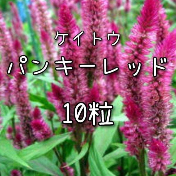 【パンキーレッドのタネ】10粒 種子 種 ケイトウ けいとう 花 切り花にも